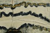 Mammoth Molar Slice With Case - South Carolina #377848-2
